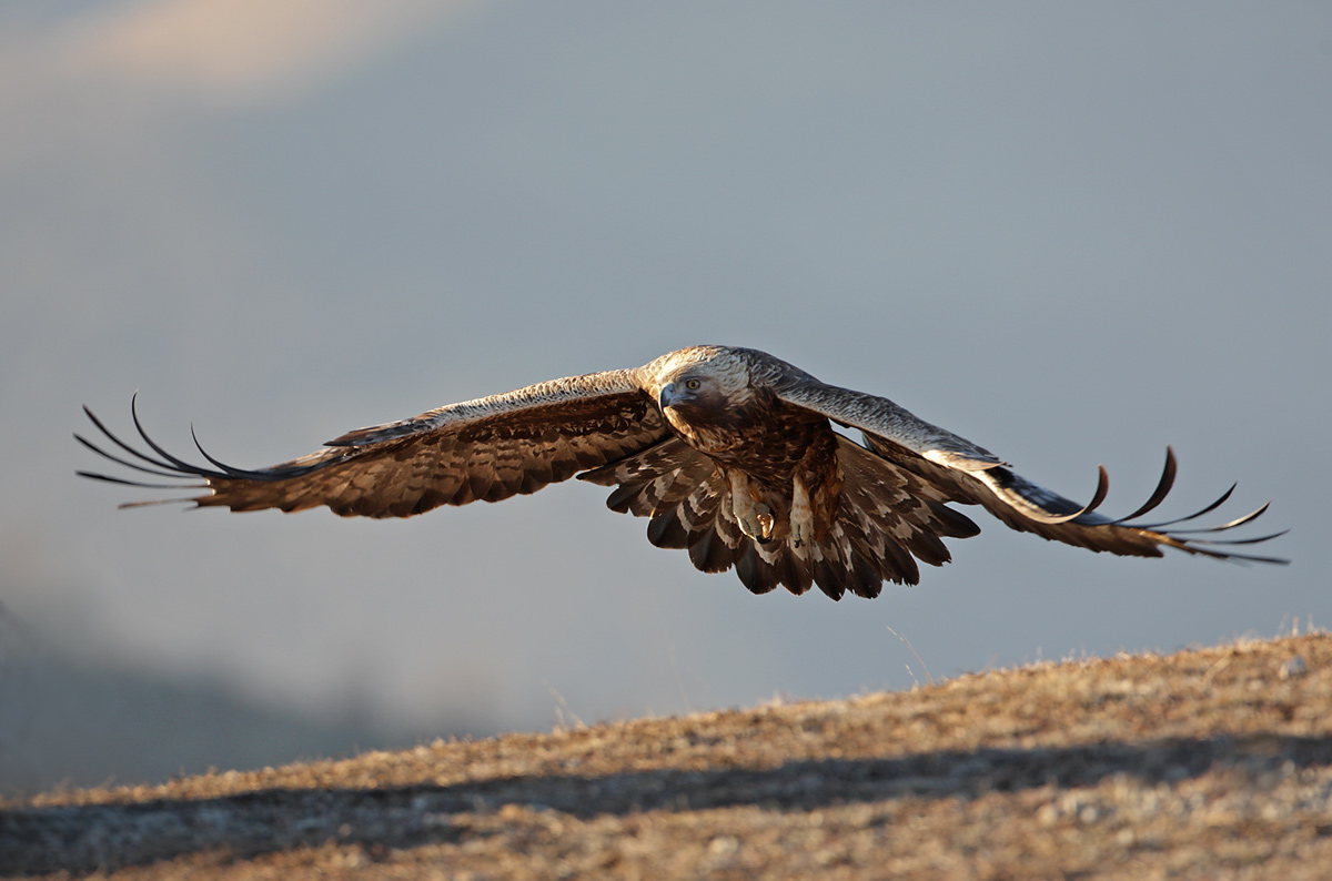 Steinadler / Aquila chrysaetos/