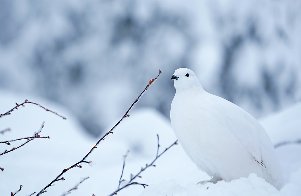 Moorschneehuhn