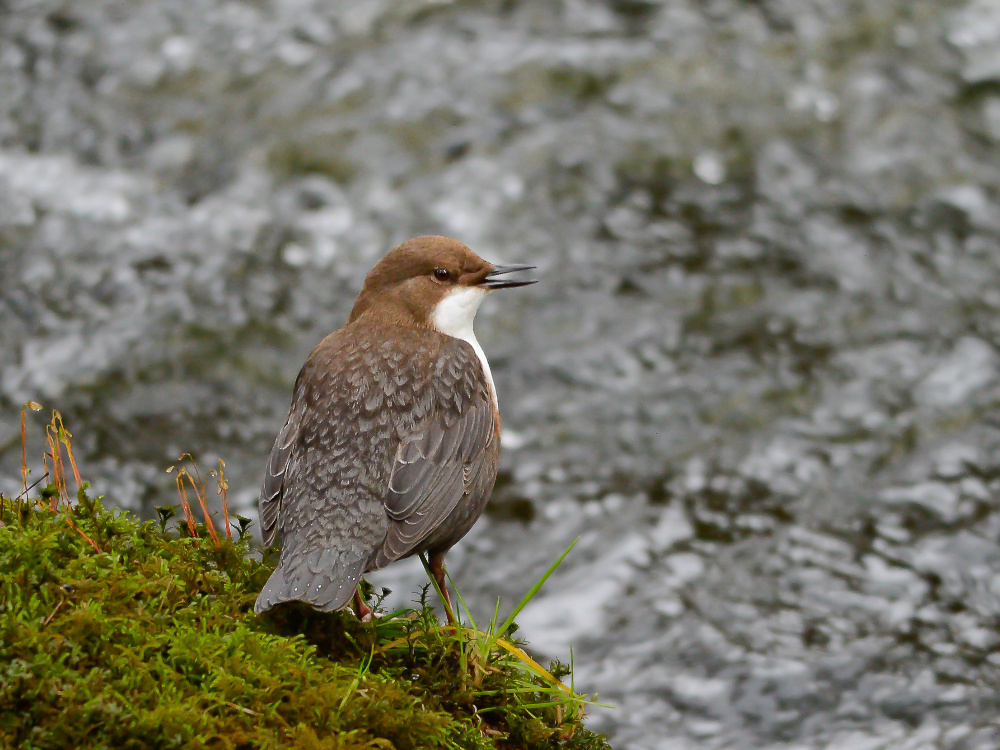 Wasseramsel an der Großen Enz