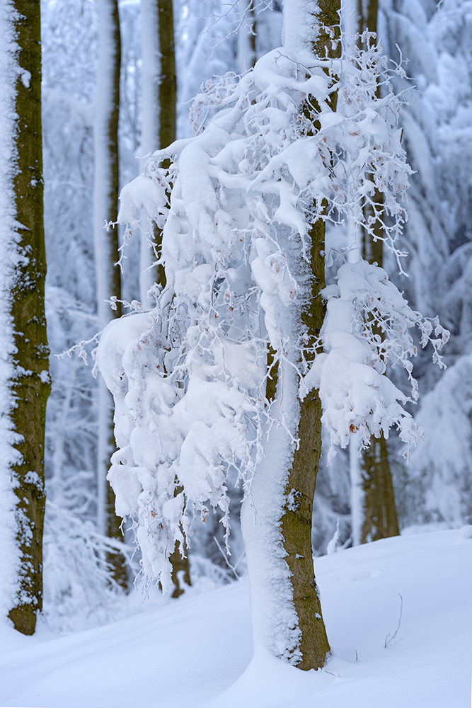 Winterzauber am Hohen Meissner