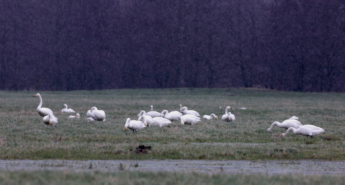 Leise rieselte der Schnee...