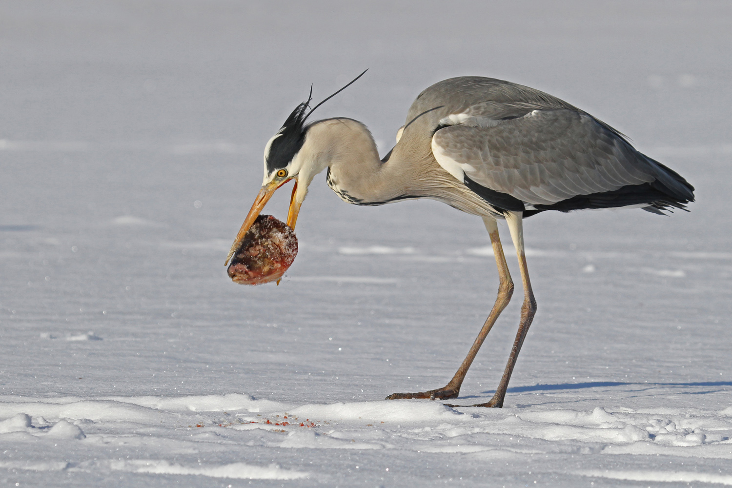 Reste-Essen (Forum für Naturfotografen)