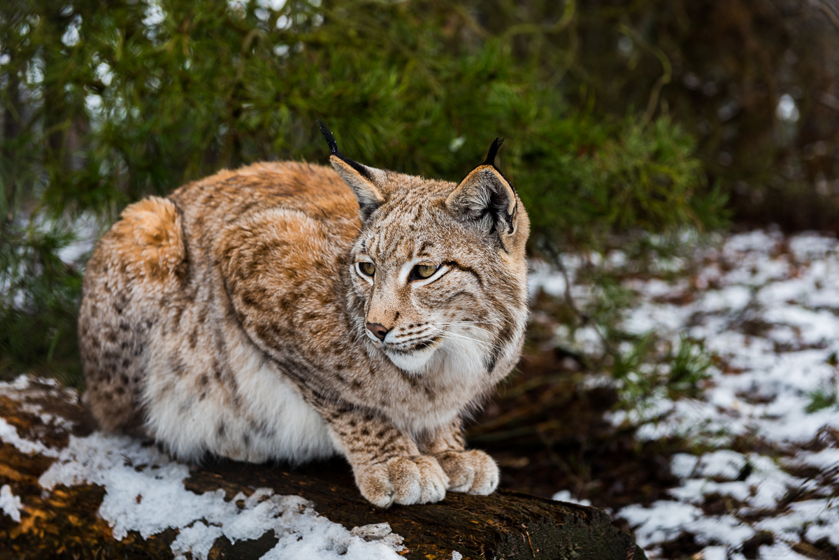 Luchs