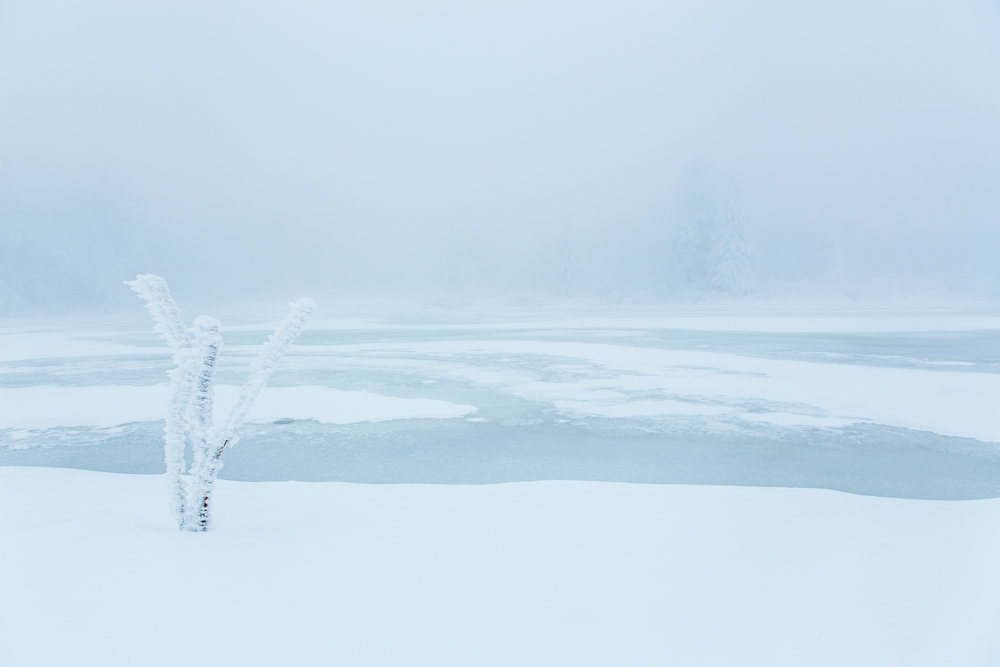 Winter Wonderland