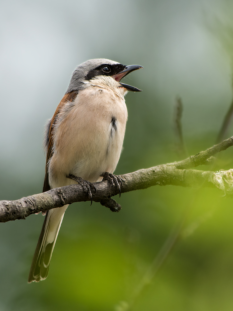 Rotrückenwürger (Lanius collurio)