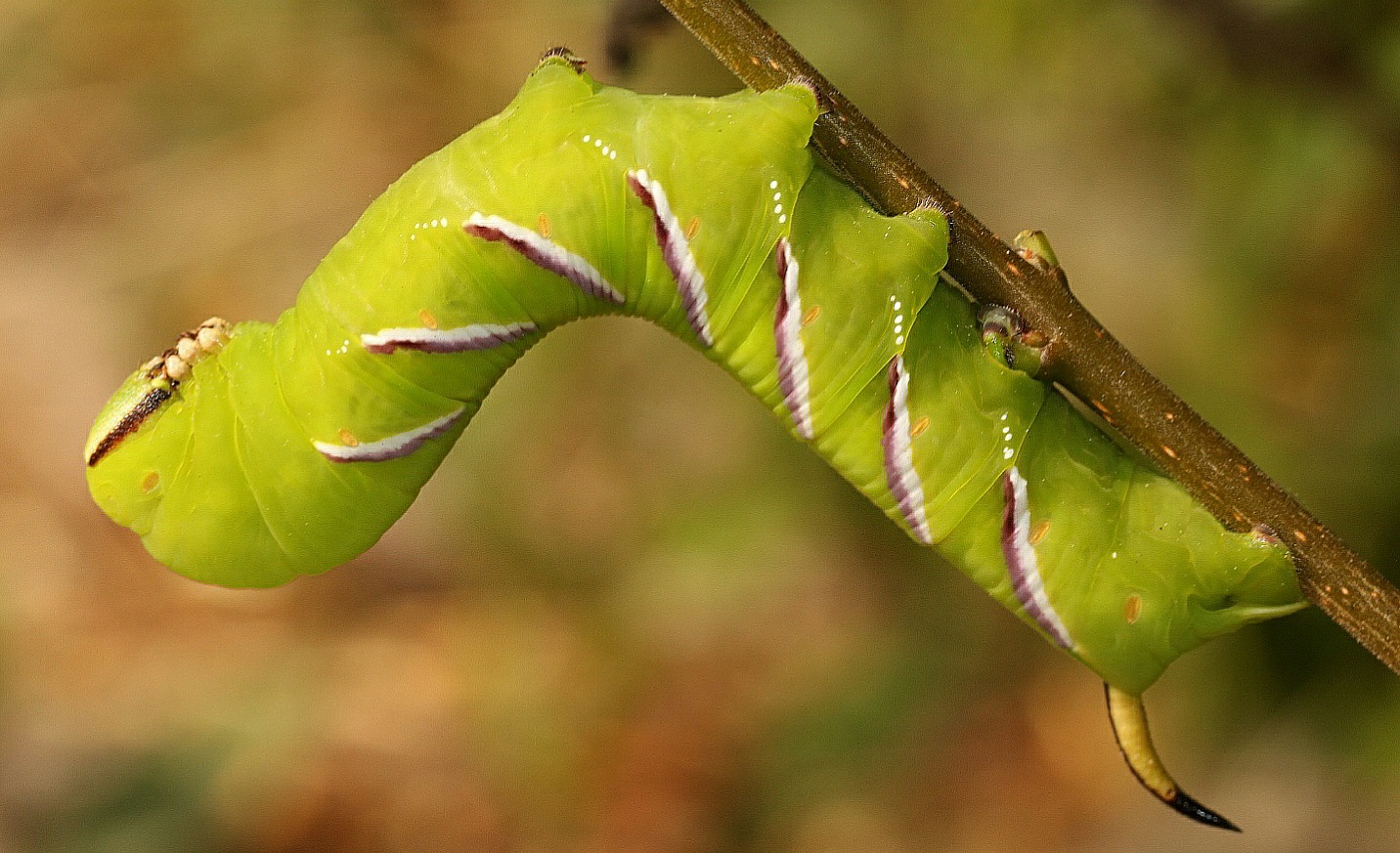 Sphinx ligustri