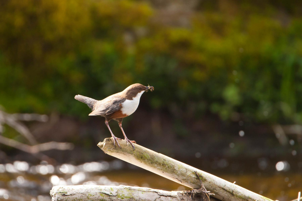 vor dem Abflug ins Nest