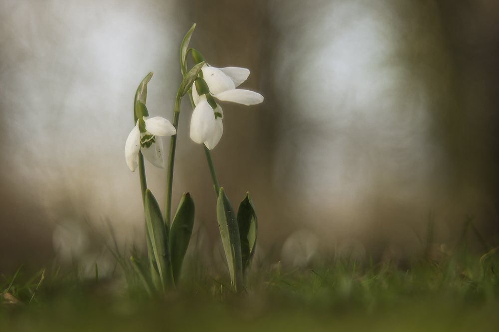 Ein Touch Frühling II