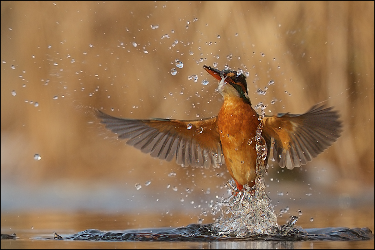 King of the River