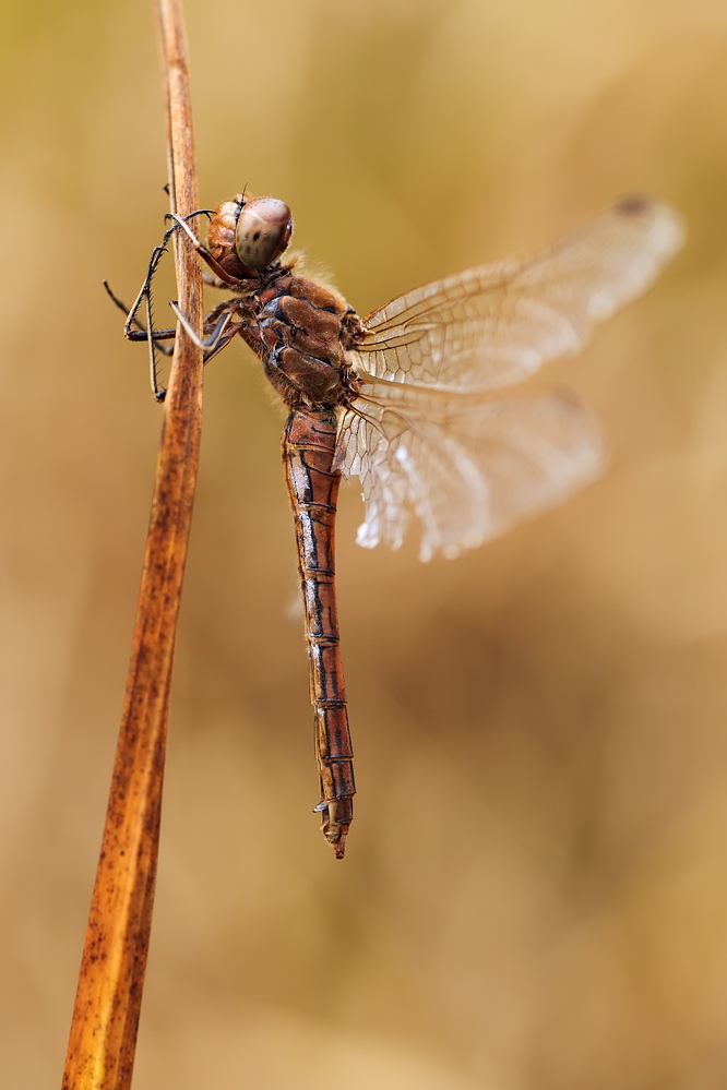 Sympetrum vulgatum – Gemeine Heidelibelle