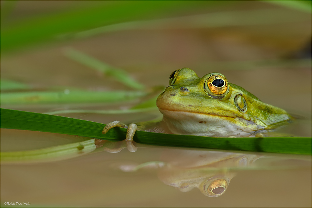 Kleiner Wasserfrosch