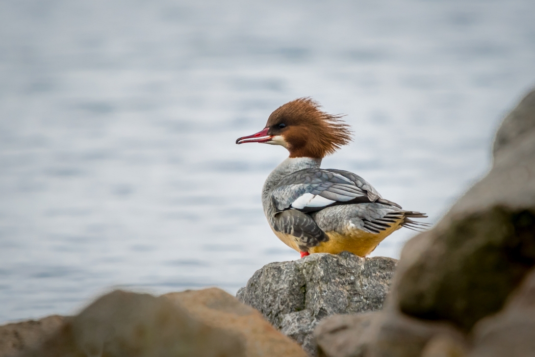 Gänsesäger
