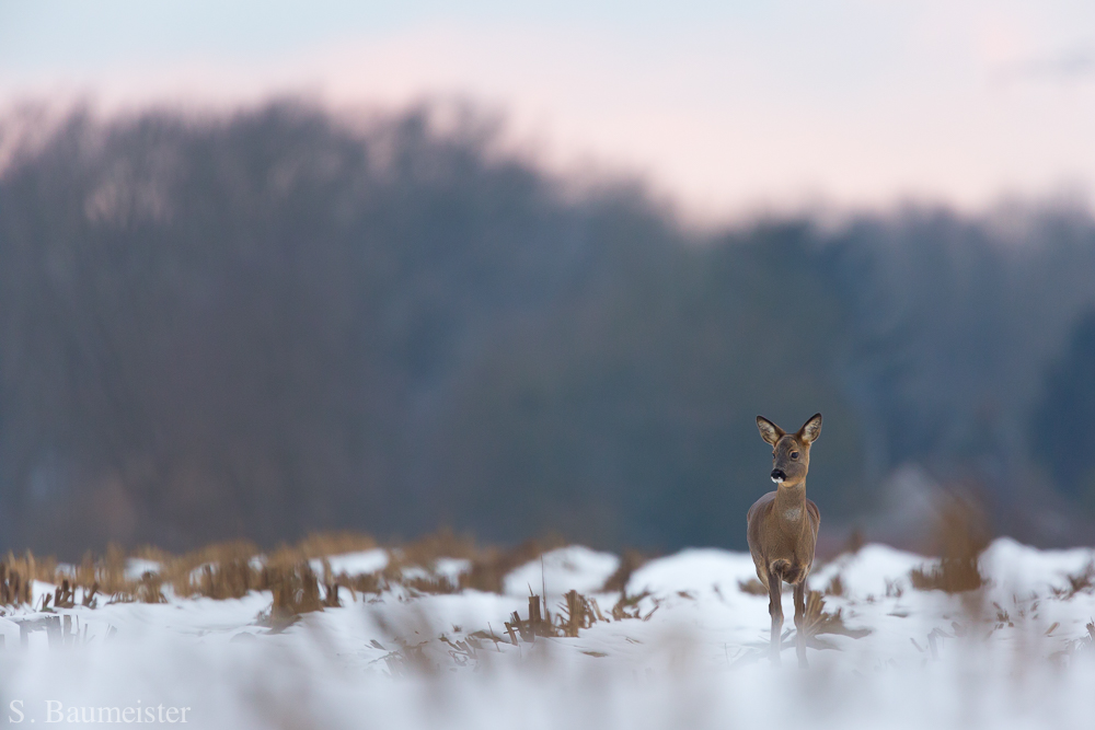 Ricke im Schnee