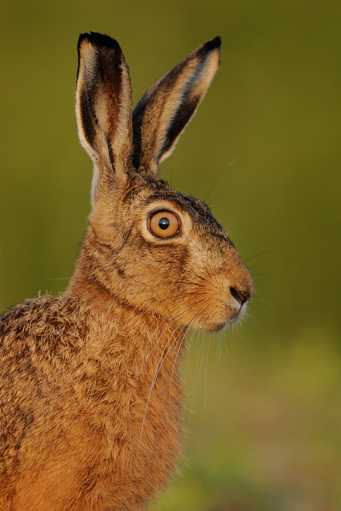 Hase im Sommer 2008