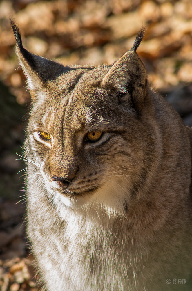 Luchs