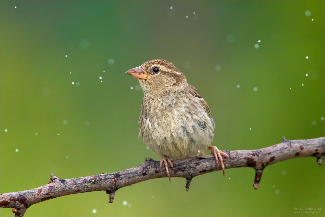 Weidensperling (Forum für Naturfotografen)