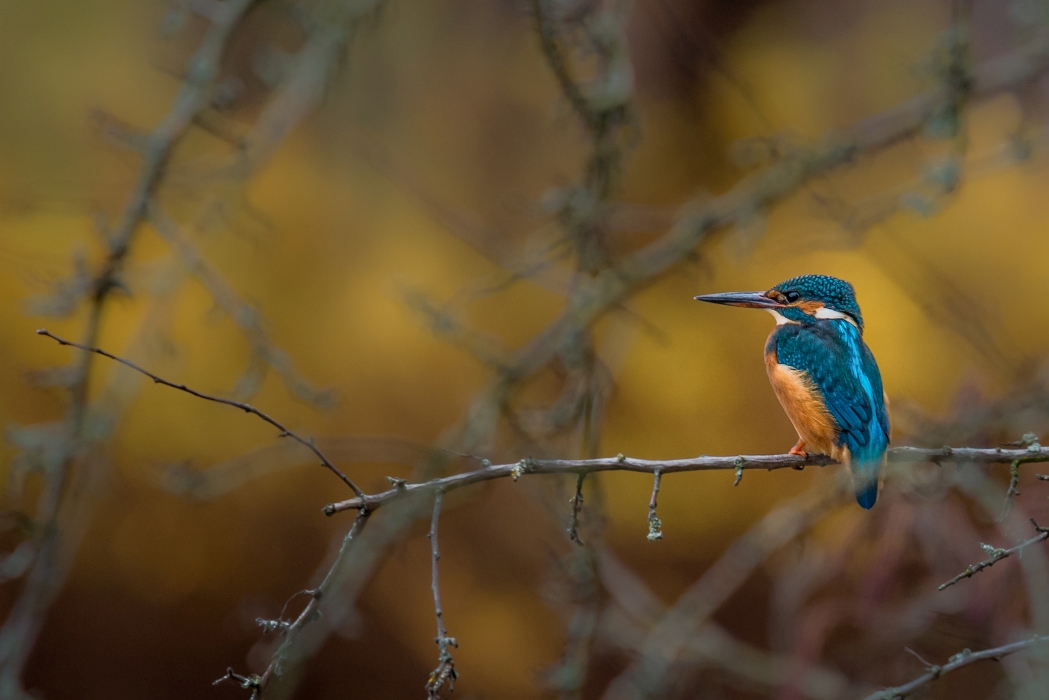 Eisvogel