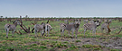 Steppenzebras im Savuti Game Reserve