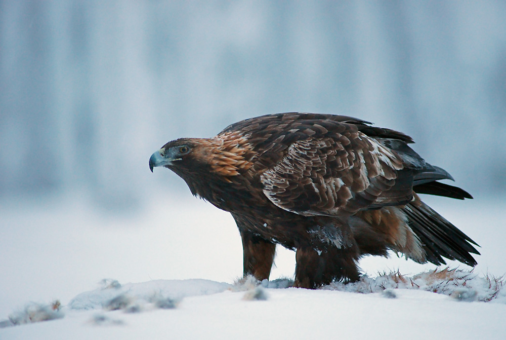 Steinadler