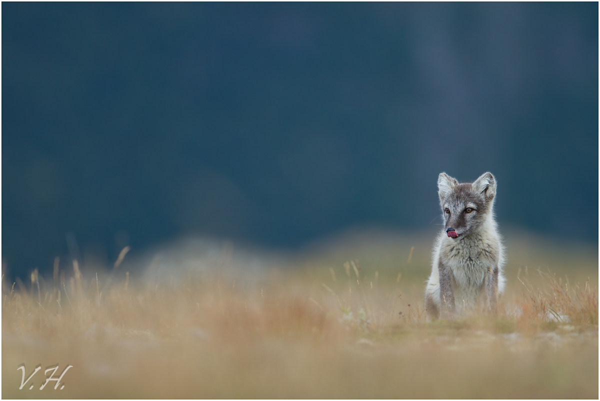 ~Polarfuchs (Vulpes lagopus)~