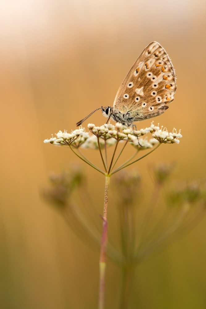 Polyommatus Coridon