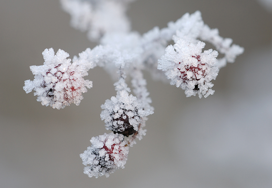 Eisbeeren