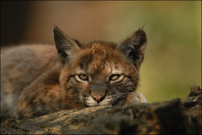 Luchs (Lynx lynx)