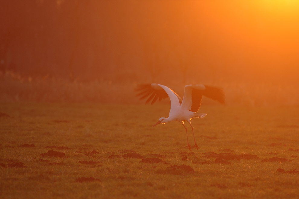 Storch in der Abendsonne