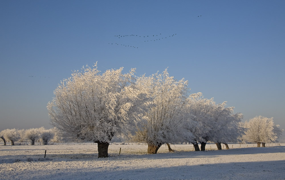 Winter am Niederrhein 2....