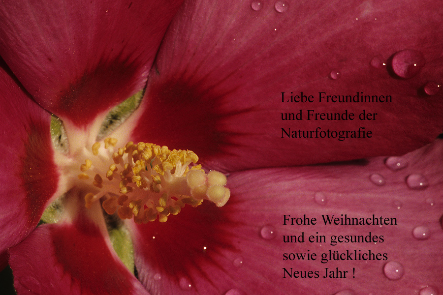 Hibiscusblüte