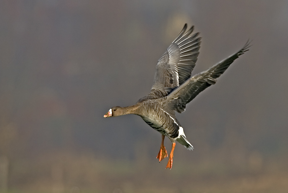 Die Gans ist gelandet - heute morgen