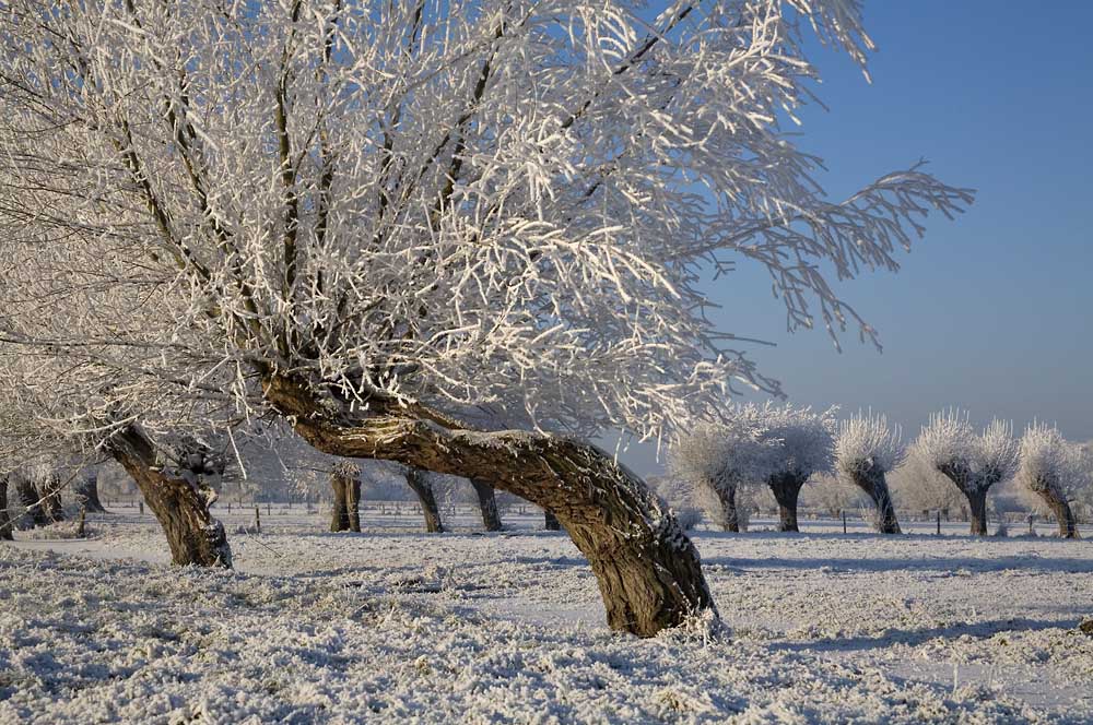 Winter am Niederrhein 3....