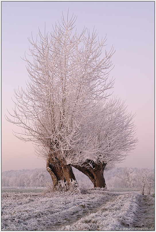 ein Wintermärchen... *Kopfweiden am Niederrhein*