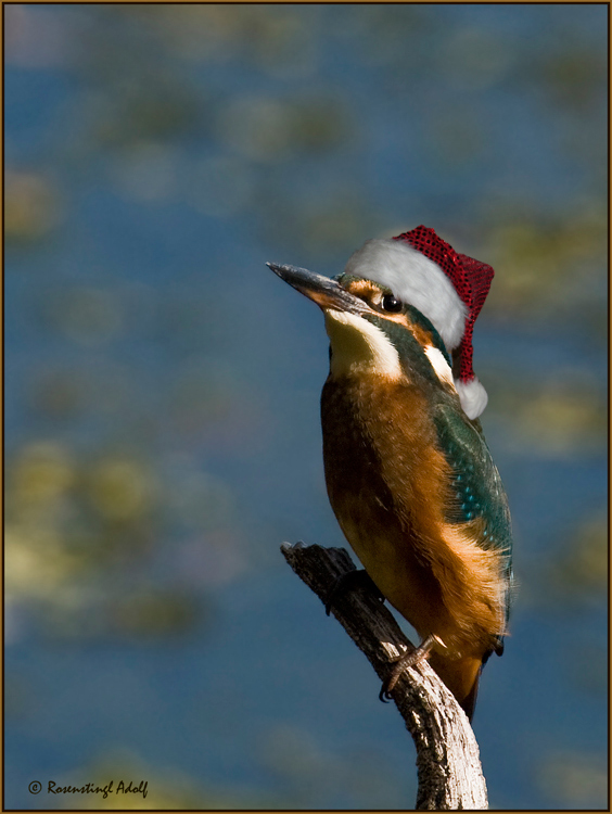 Frohe Weihnachten !