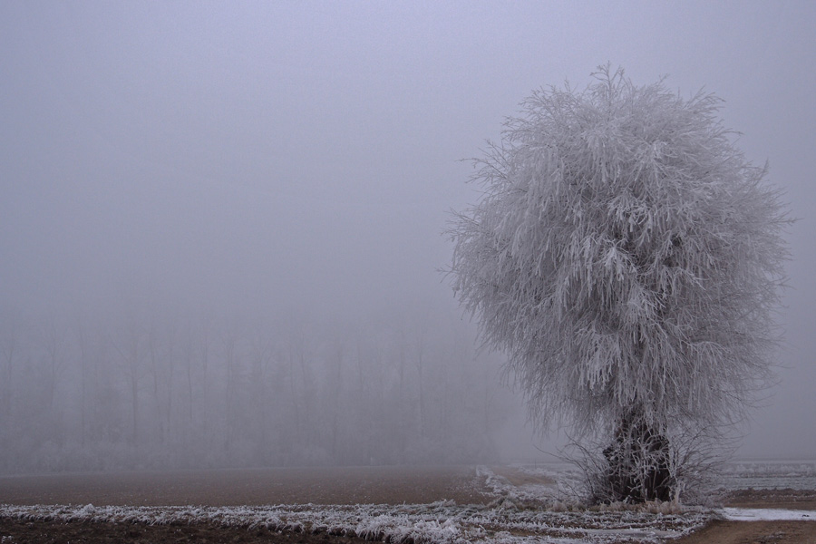 Schönheit im Nebel