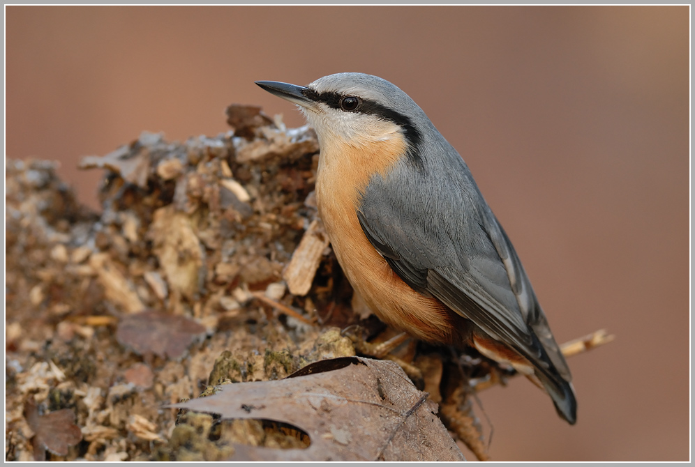 Kleiber (Sitta europaea)