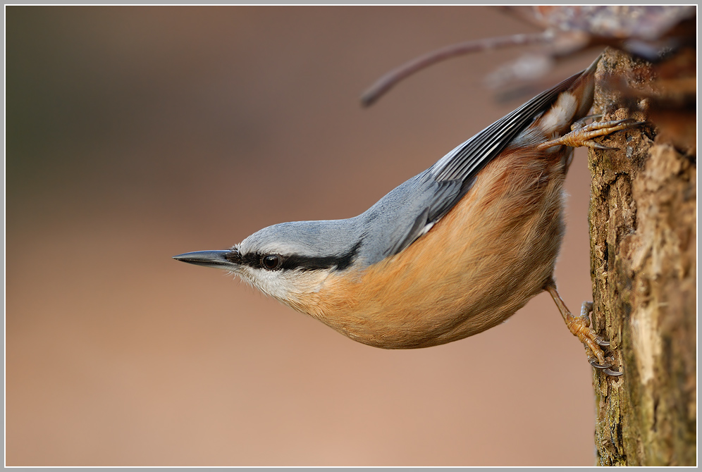 Kleiber (Sitta europaea)