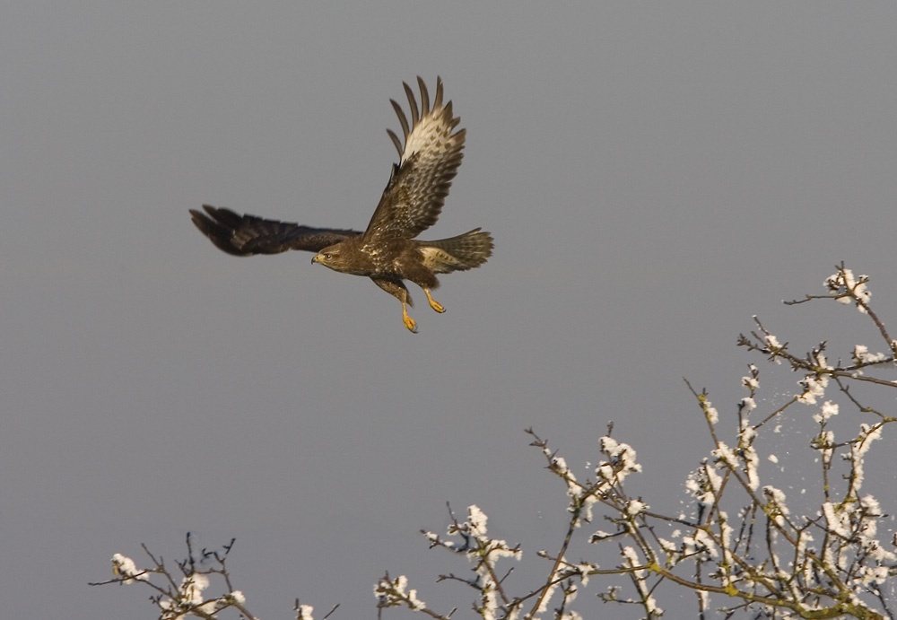 Abfliegender Mäusebussard