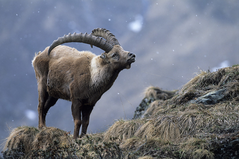 Flehmender Alpensteinbock