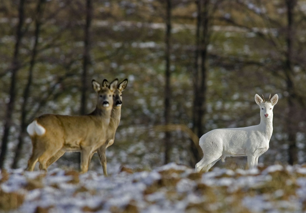 Weißer Rehbock in freier Natur