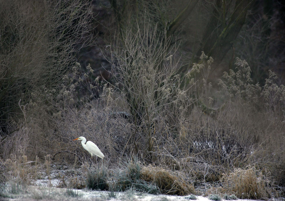 Silberreiher am Morgen