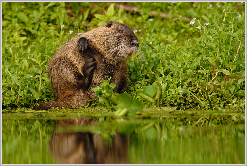 Nutria (Myocastor coypus)