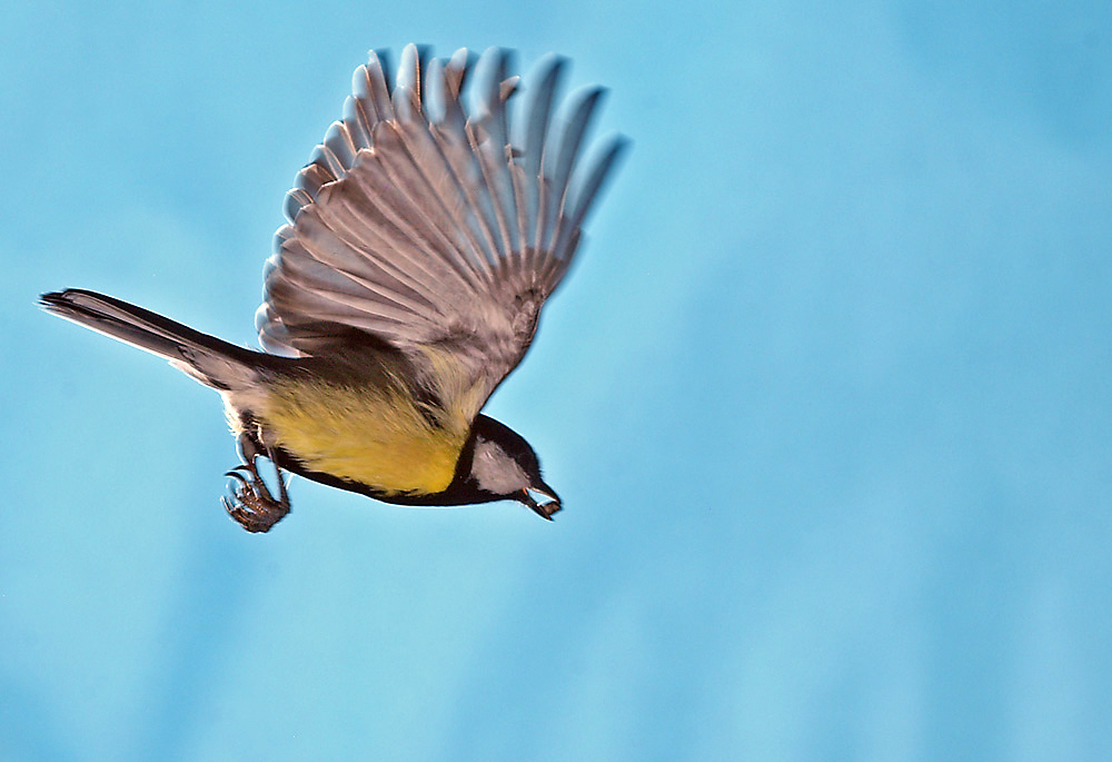 Kohlmeise (Parus major)