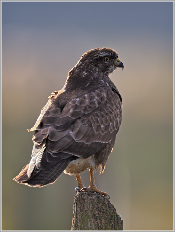 Bussard (wildlife)