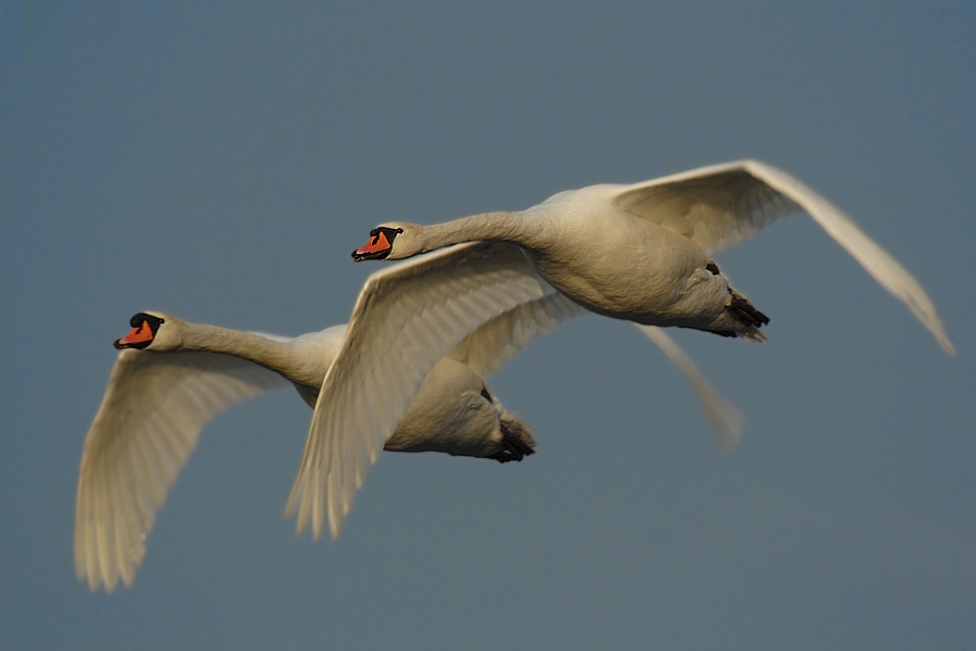 Duo im Überflug