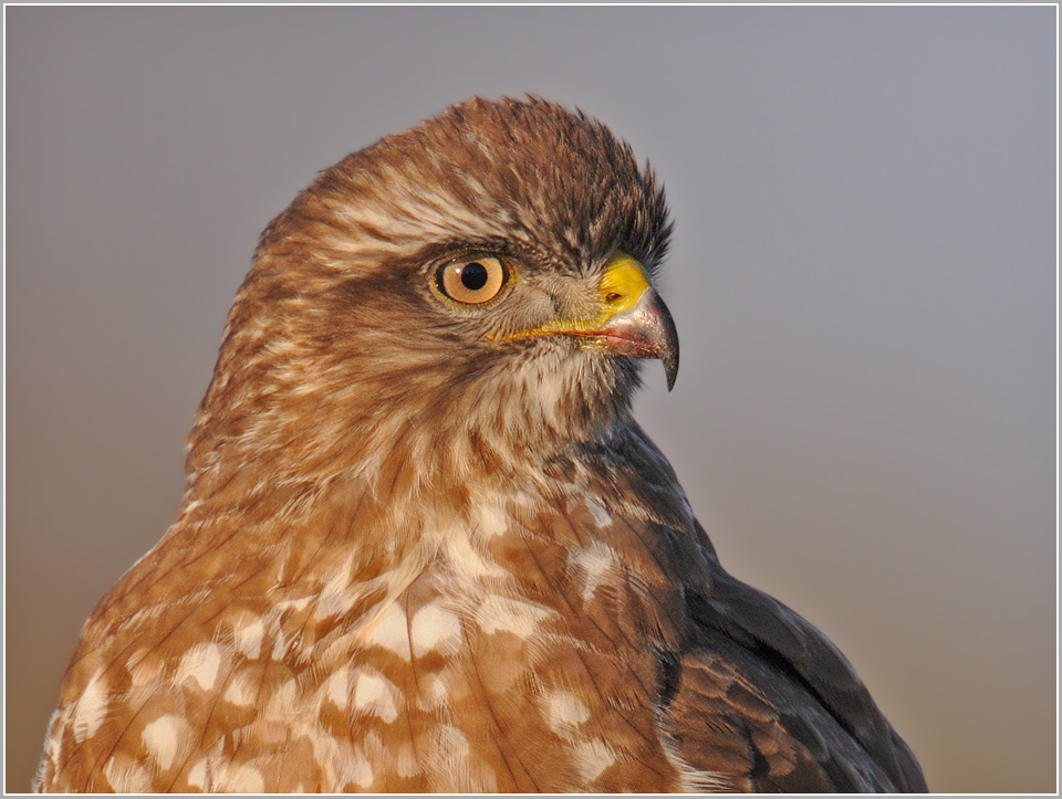 Bussardportrait (ND, wildlife)