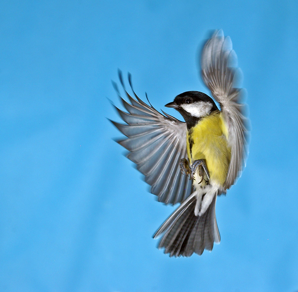 Im Anflug