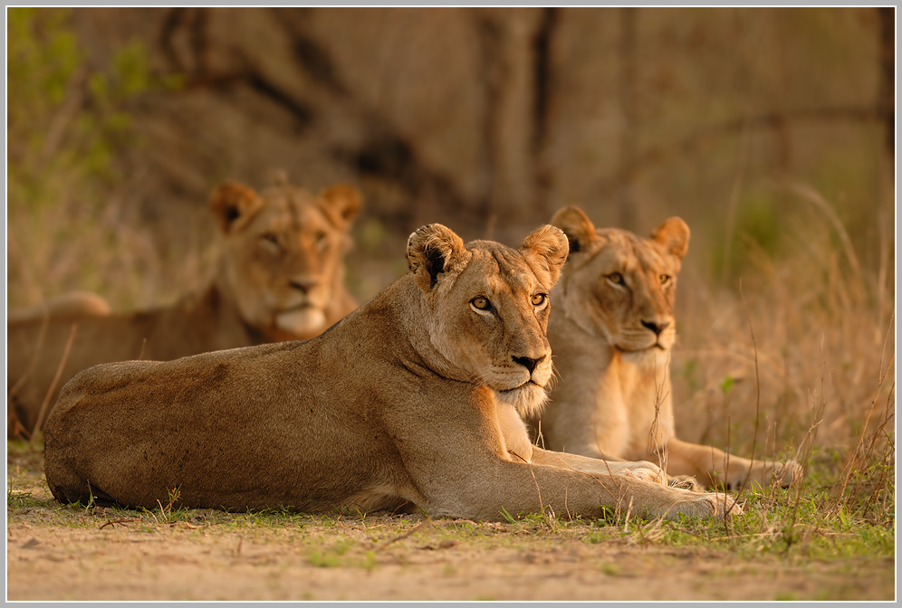 Löwe (Panthera leo)