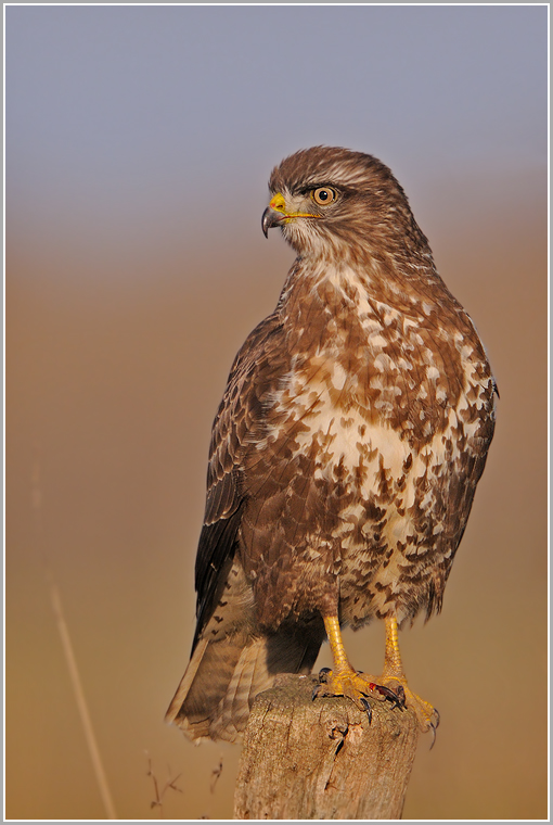 Bussard (wildlife (ND))