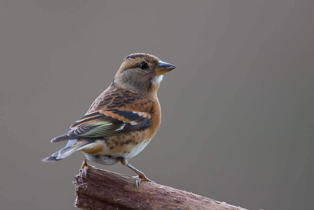 Bergfink (Fringilla montifringilla)